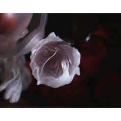 Roseonly X Skullpanda Burining Limited Figure -Doll Shop 4 728369ba 9639 42ec 8bf2 4368a061b844